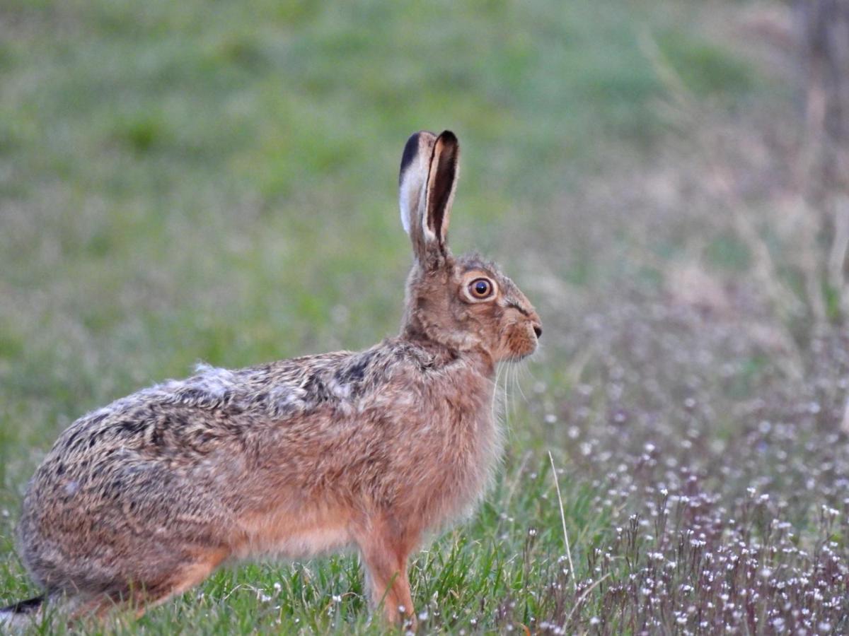 Feriendomizil Bergamini Lägenhet Bischoffingen Exteriör bild