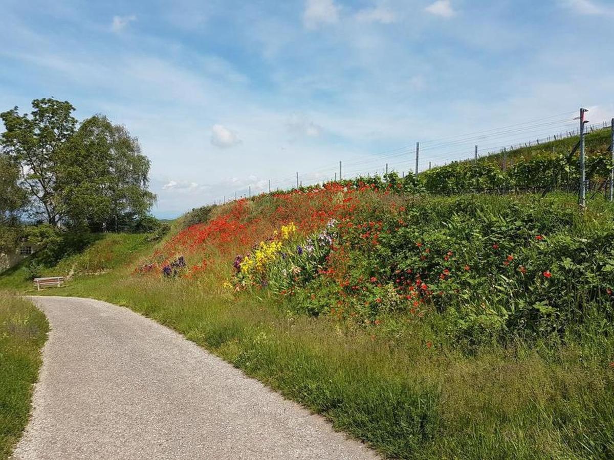 Feriendomizil Bergamini Lägenhet Bischoffingen Exteriör bild