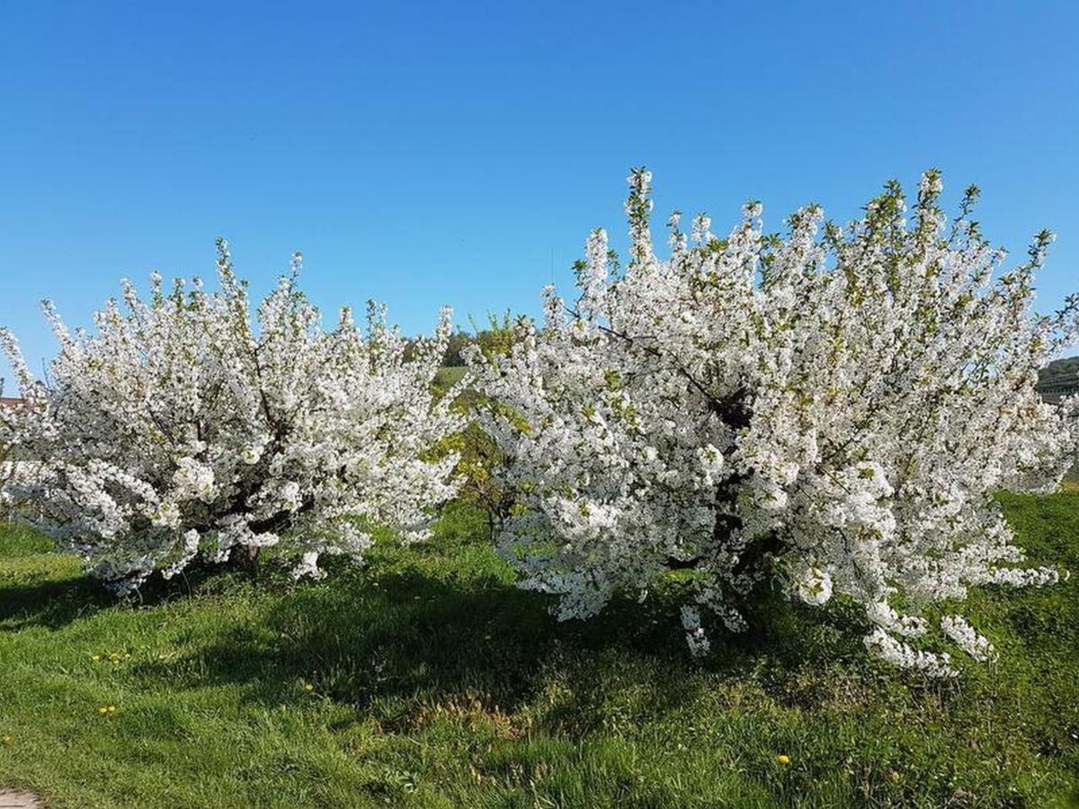 Feriendomizil Bergamini Lägenhet Bischoffingen Exteriör bild