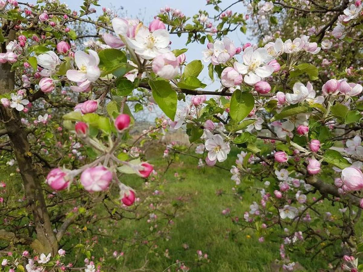 Feriendomizil Bergamini Lägenhet Bischoffingen Exteriör bild